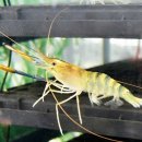 새우물식당 이미지