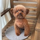 바르다펫 이미지