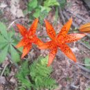 나리반점 이미지