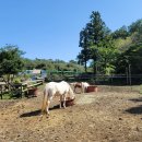 봉성목장 이미지