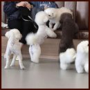 개린이보호구역 | 화성애견카페 하루 종일 케어받는 우리 강아지, 개린이보호구역에서의 일탈!