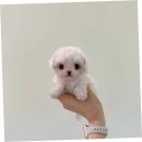 [옥정]행복한 칼림바 이야기 | 옥정말티푸분양, 제 인생의 변화를 가져온 사랑스런 친구의 이야기