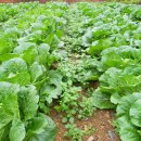 보리수농장 이미지