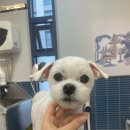 귀빈애견 이미지