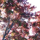 옥종공설시장 이미지