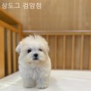 상도그 검암점 이미지