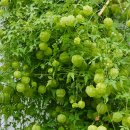 수연이네 민박 이미지