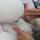 만점애견미용 | 애견미용3급 필기 만점 도전하시는 분들께 드리는 꿀팁 합격 후기