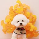 그루밍츄 이미지