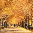 염치읍 은행나무길 이미지