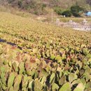 유태네 농장 이미지