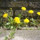 흰민들레소식 이미지