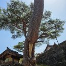 유가사길 | 비슬산 참꽃 못 보고 유가사 다녀온 후기 힐링 산책