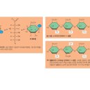 녹말과 셀룰로오스의 구조 이미지