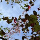 신장농장 이미지