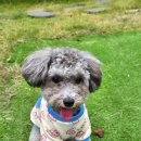 더블스테이 또또멍 애견펜션 이미지