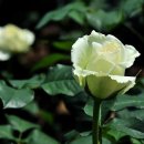 장미공원B 이미지