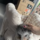 페트로 동물병원 | 천안 성정동 페트로 동물병원 강아지 접종 후기