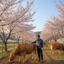 한우목장 이미지