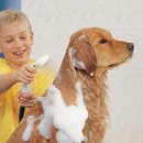 뽀송강아지 이미지