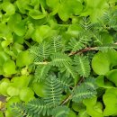 뿌리잎/새순- 물아카시아, 물양귀비 이미지