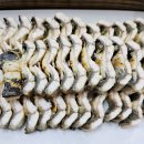 명가황칠장어 이미지