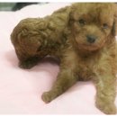 소미애견 농장 이미지