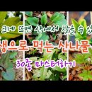 산나물 - 생으로 먹을 수 있는 산나물 30종 모음 / 싸돌맨 동영상 이미지