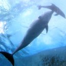 돌고래농장 이미지