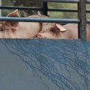 홍콩, 아프리카돼지독감 발견돼 돼지 2천800마리 살처분 이미지