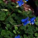 크로바농장 이미지