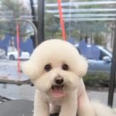 그루밍 타임 | 진천 애견미용 그루밍쇼타임, 비숑 귀툭튀 완성 후기