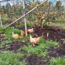 유미농장 이미지