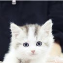 대구고양이분양 도로시펫 | 고양이분양 전문 대구고양이분양 도로시펫에서 건강하고 이쁜 아이 만나보세요ㅎ