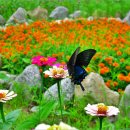 숲속의 계곡 이미지