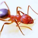 개미유치원 이미지