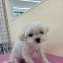 몽실몽실살롱 이미지