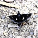 검은들로 이미지