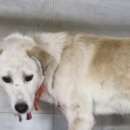 영천시농업기술센터_유기동물보호소 | 영천 믹스견, 7일 후면 이별? …기적을 기다립니다! (유기견, 입양, 보호소) (+7일, 후면, 이별, 가족을...