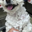 수멍발소 이미지