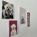 뽀야네 까까 이미지