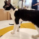 고양이살롱앤카페 | 천안 고양이 카페 &#39;냥이살롱&#39;후기-천안아산 가볼만한곳, 데이트 추천