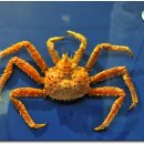 울진대게 이미지