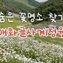 매화동길 8 이미지