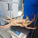 진짜대게 이미지