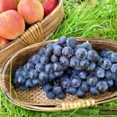 연진농장 이미지