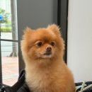 소나무동물메디컬 센터 이미지