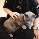 집사의 하루 일산점 | 홍대 고양이 카페 집사의 하루 홍대점 방문 후기
