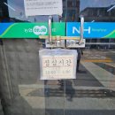 [2박3일 평창 여행] 육백마지기 샤스타데이지부터 정선 5일장까지 비 와도 좋았던 여행