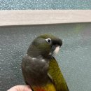 햄스터 분양 로던트 클럽 충남점 | 로던트클럽 마곡점 강서 오늘 오픈 합니다! 햄스터 분양 로던트클럽